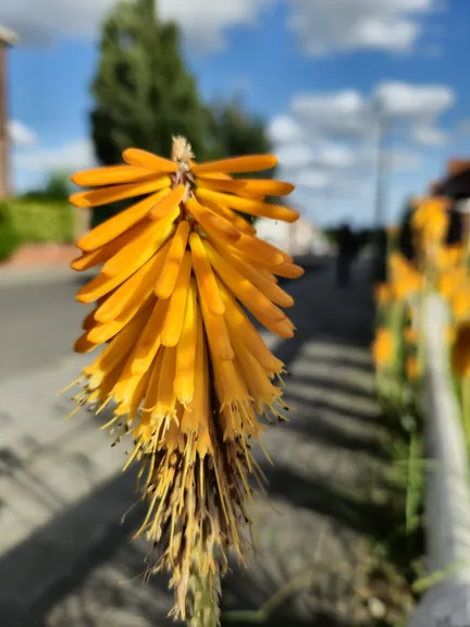 Bellegem, West-Vlaanderen (Belgium)